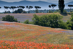 Poppies & cornflowers make great subjects for landscape photography in June